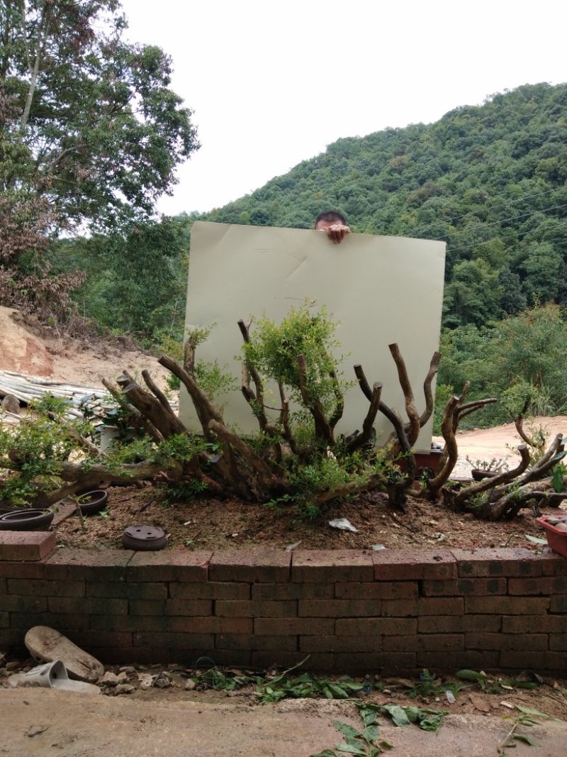 赤楠