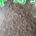 毕澄茄