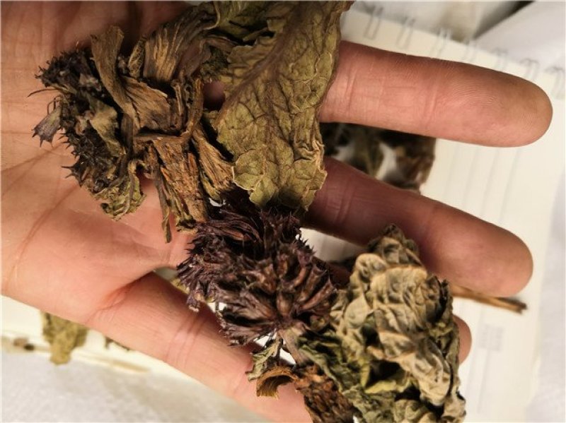 独一味叶