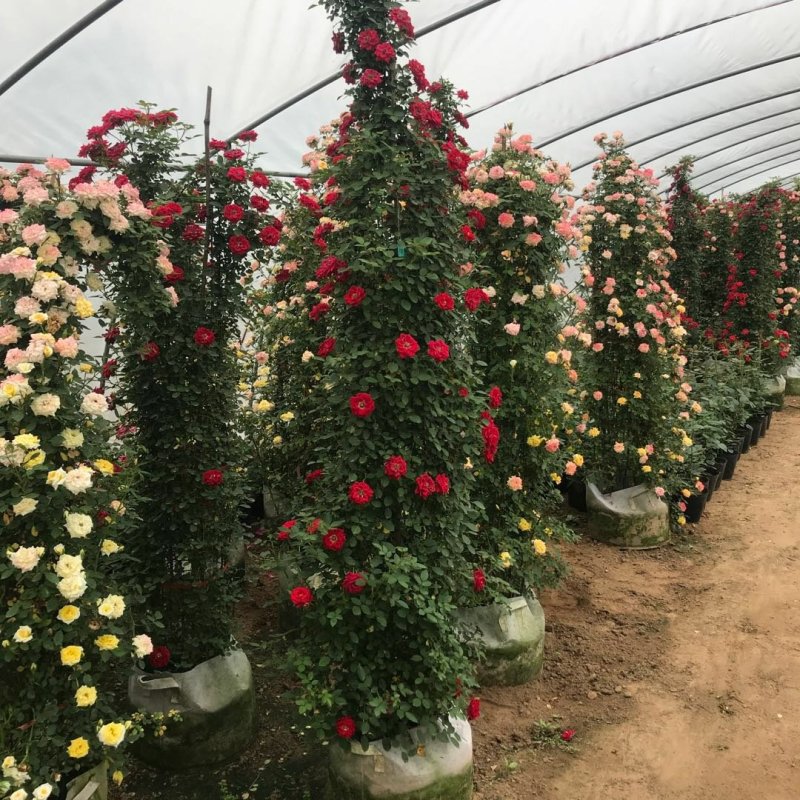 基地直销藤本月季图为实物