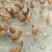 散养土公鸡