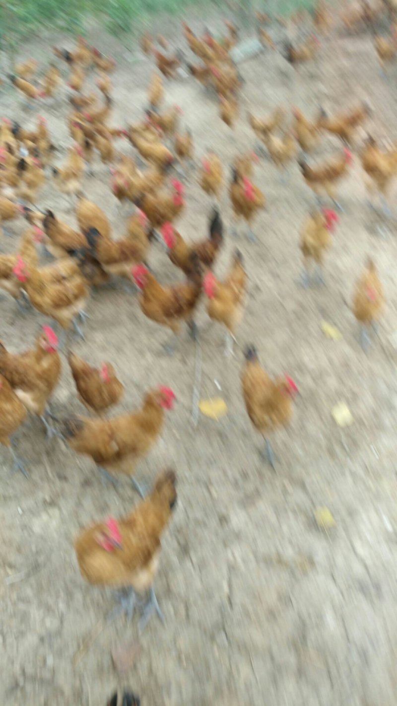 散养土公鸡