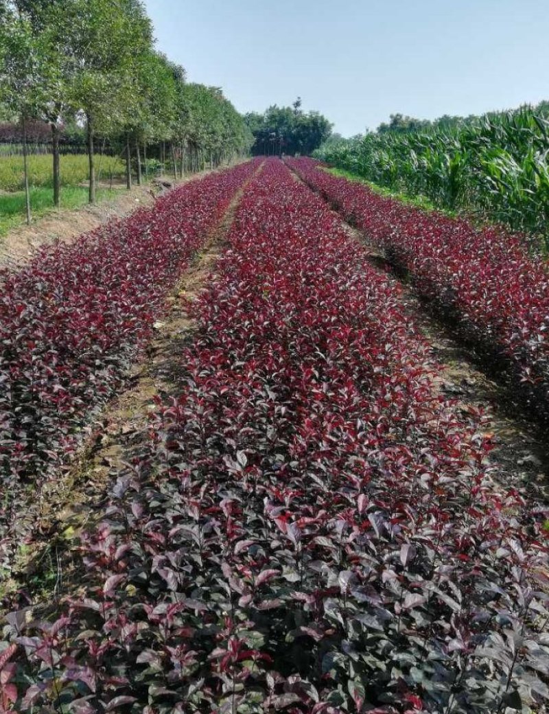 紫叶矮樱杯苗紫叶矮樱营养杯苗50---1.5米高