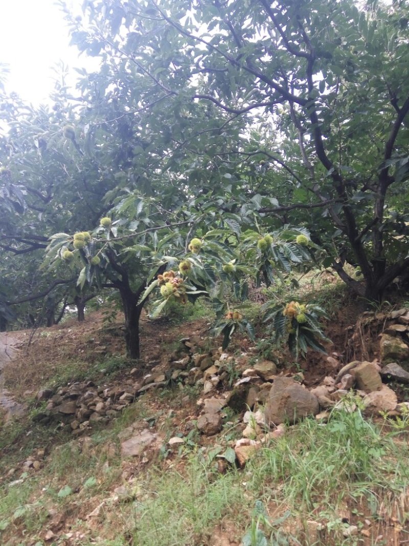 邢台板栗3113早熟板栗