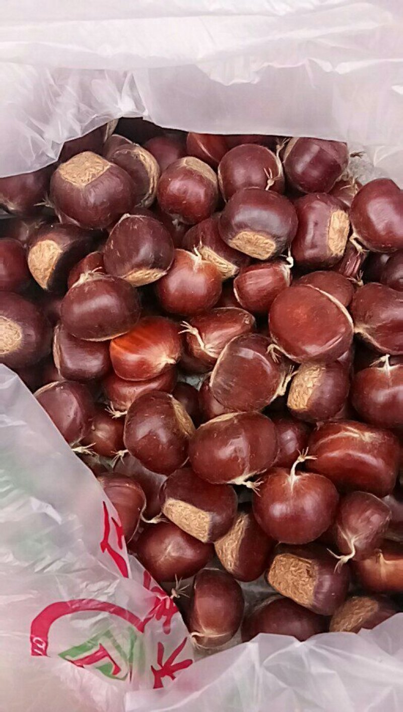 邢台板栗3113早熟板栗