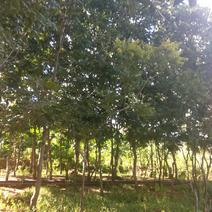 美国山核桃树，碧根果树苗供应
