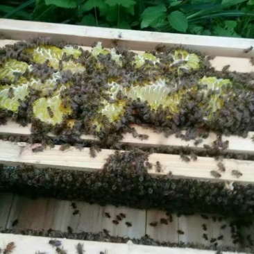 蜜蜂群活体蜂群100块一脾