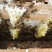 蜜蜂群活体蜂群100块一脾