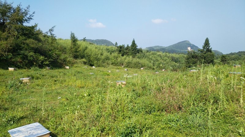 蜜蜂群活体蜂群100块一脾