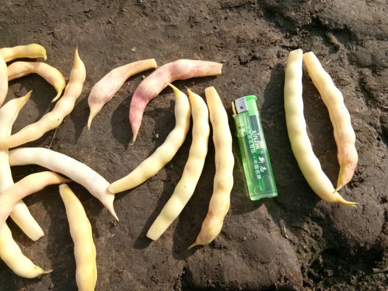 黄金勾豆角大量上市有要的联系
