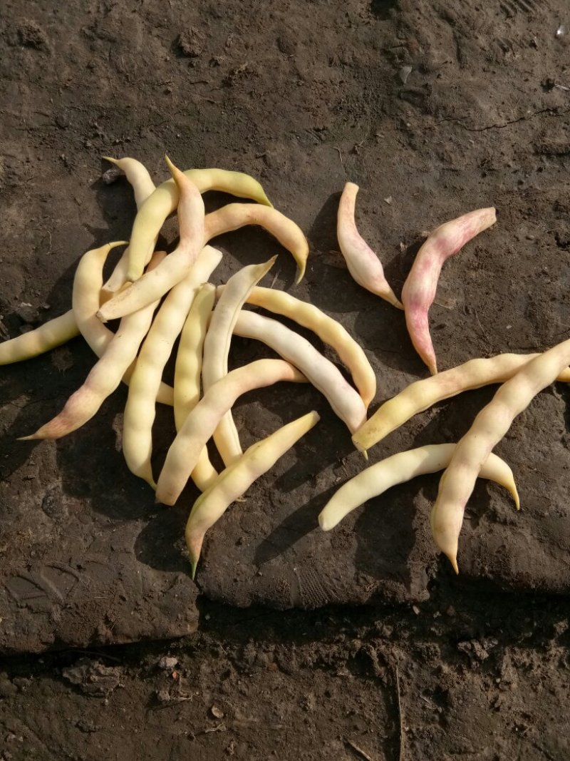 黄金勾豆角大量上市有要的联系