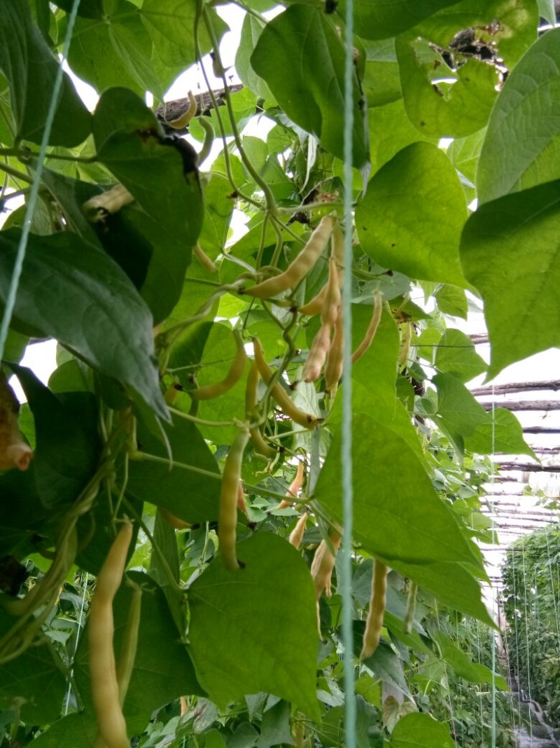 黄金勾豆角大量上市有要的联系