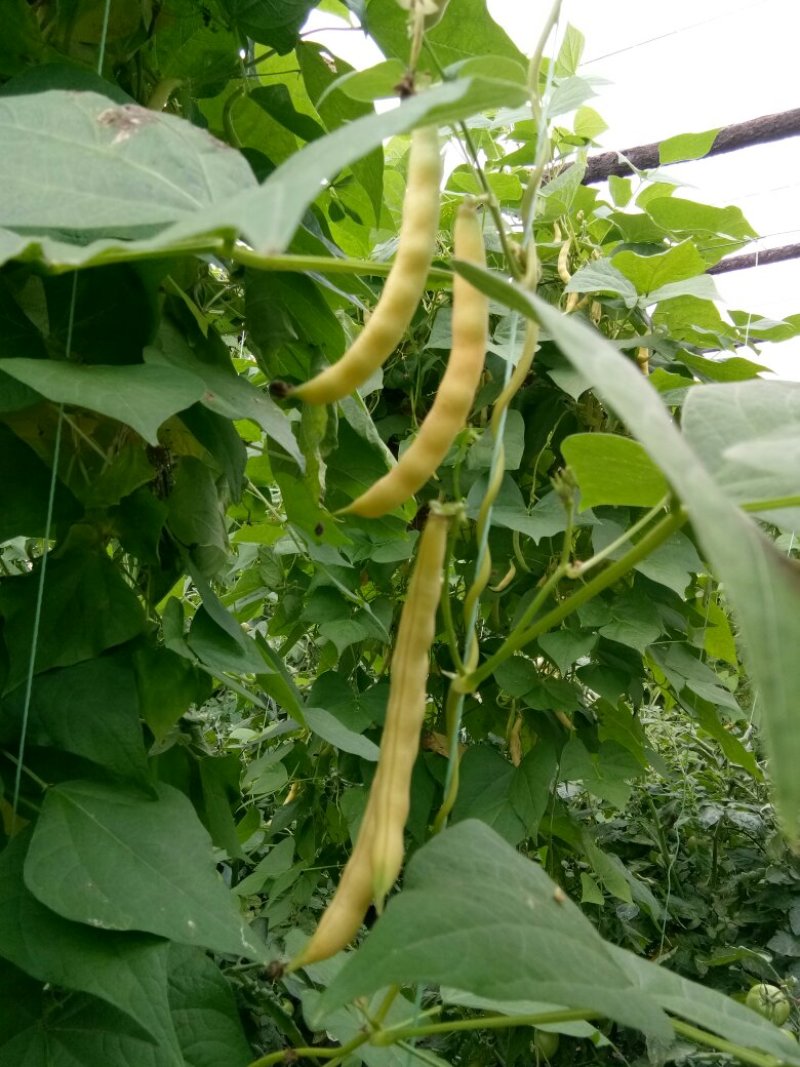 黄金勾豆角大量上市有要的联系