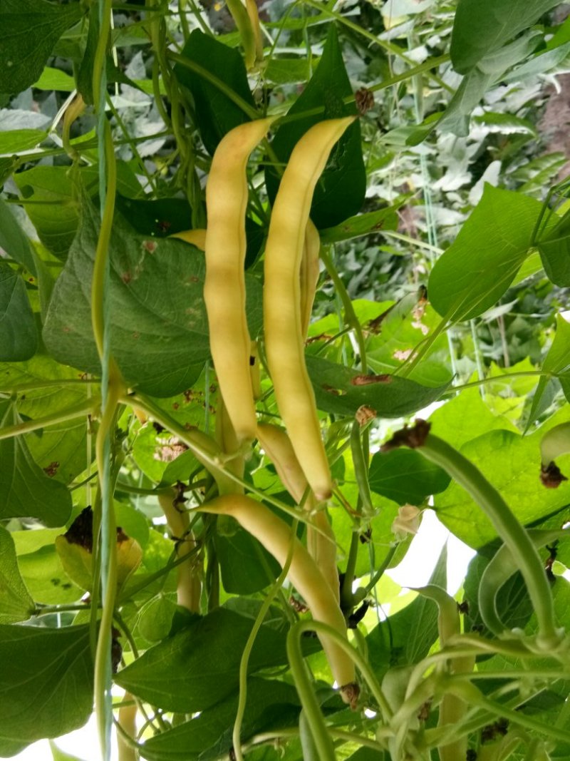 黄金勾豆角大量上市有要的联系