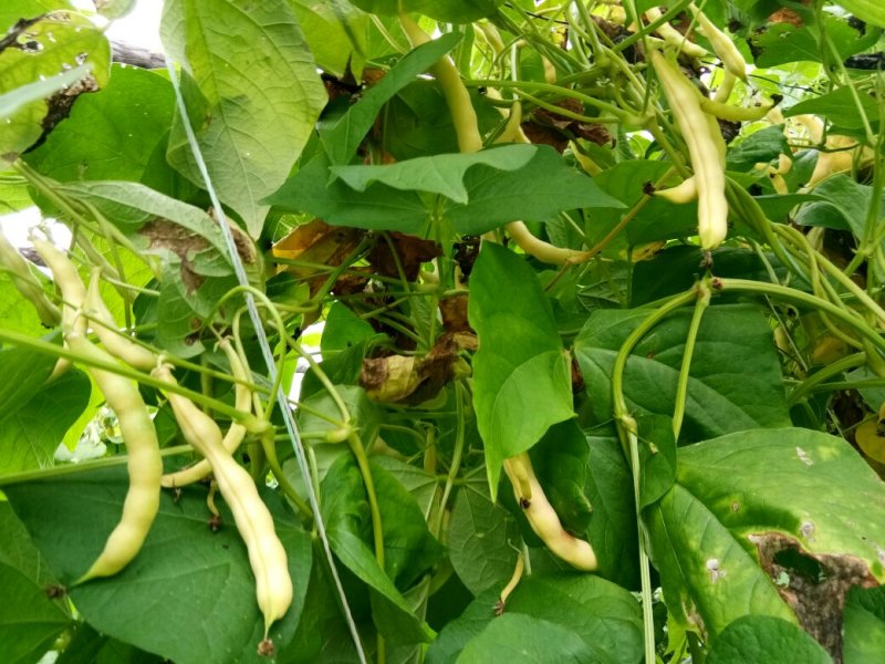 黄金勾豆角大量上市有要的联系