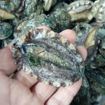 鲍鱼