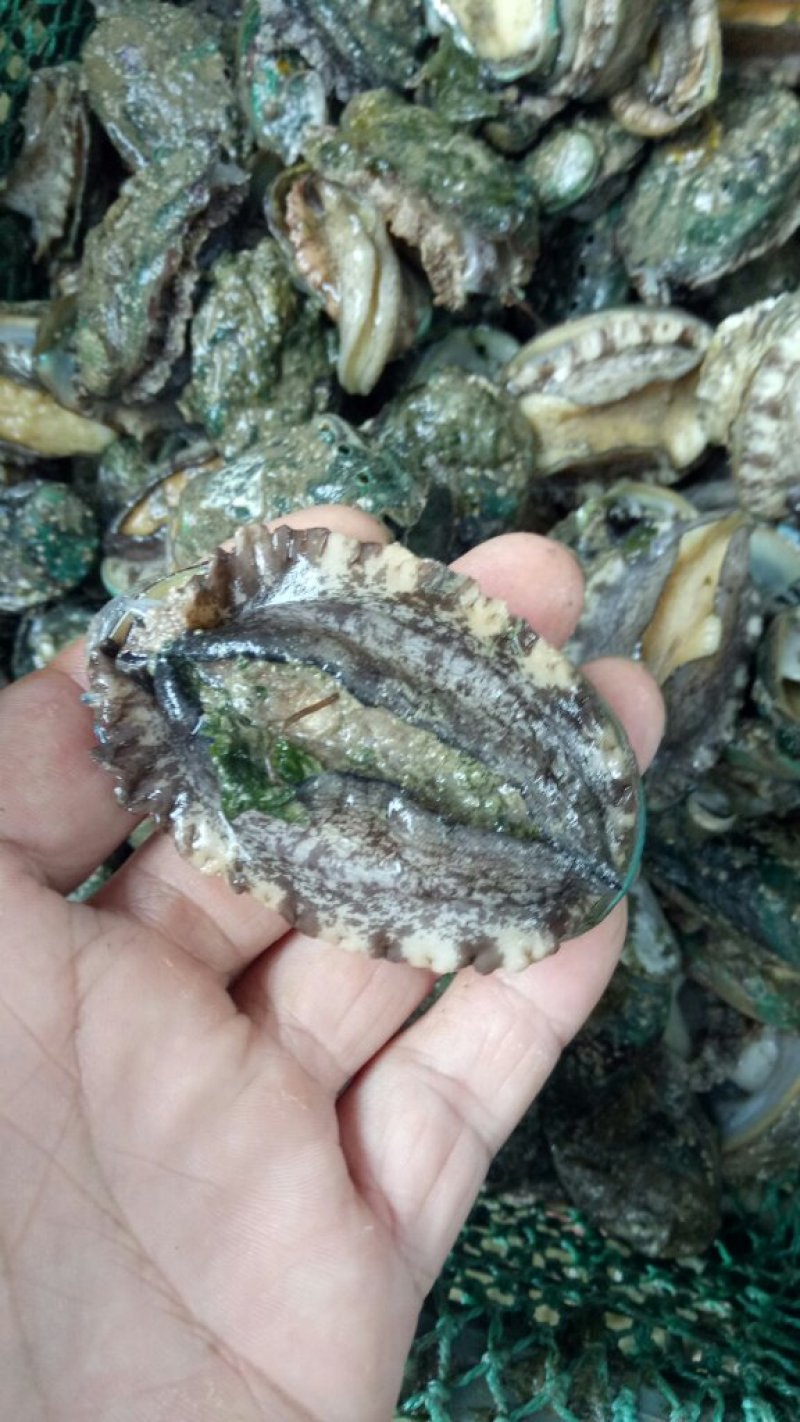 鲍鱼