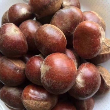 【有好货样品】丹东大板栗生新鲜栗子当季野生毛栗子批发