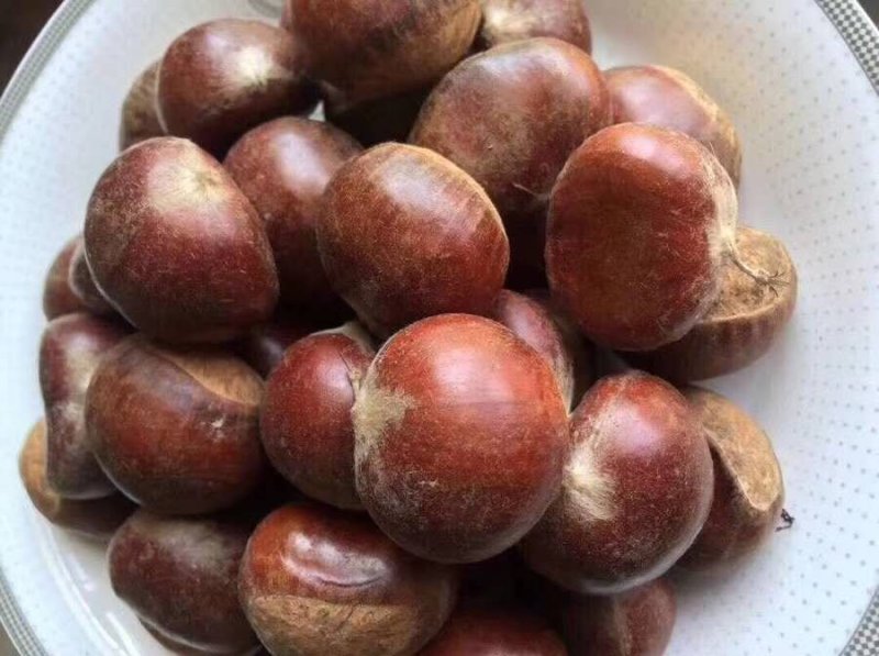 【有好货样品】丹东大板栗生新鲜栗子当季野生毛栗子批发