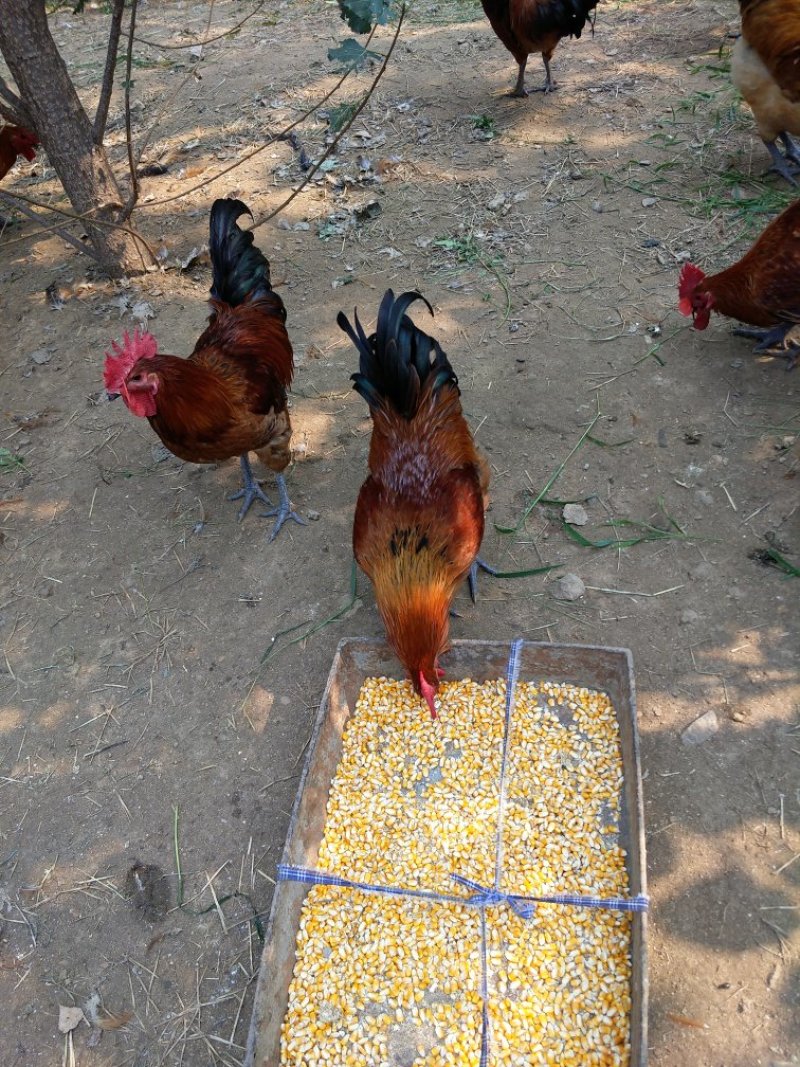 蒙山红土鸡