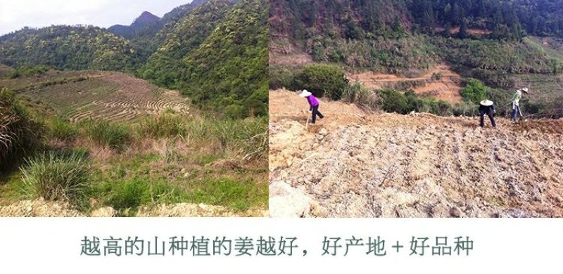福建省大田县高峰金姜三明市知名品牌福建省著名商标特色金姜