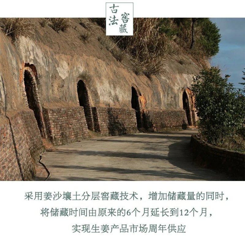 福建省大田县金姜大田小黄姜