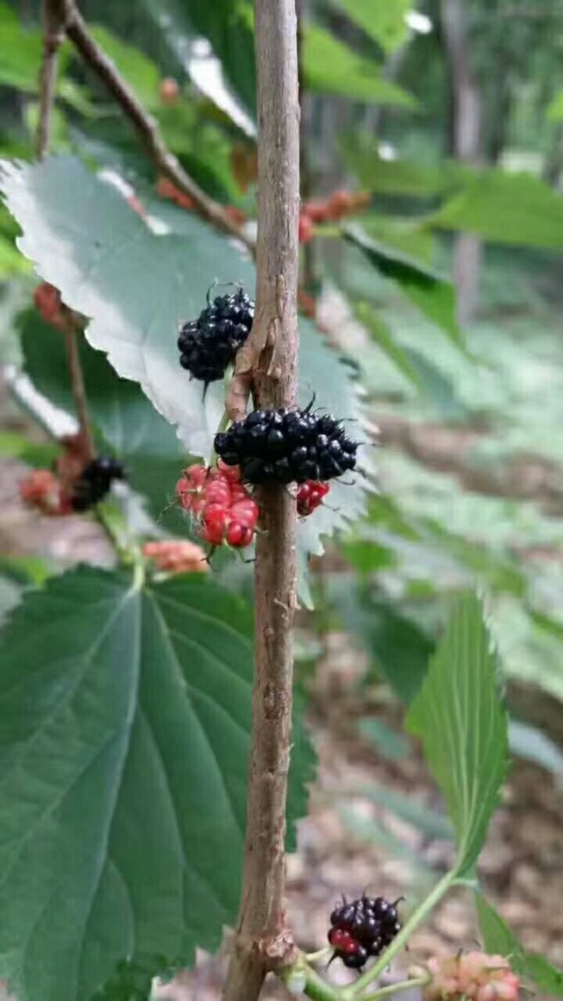 桑葚