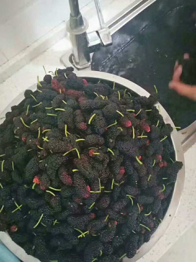 桑葚