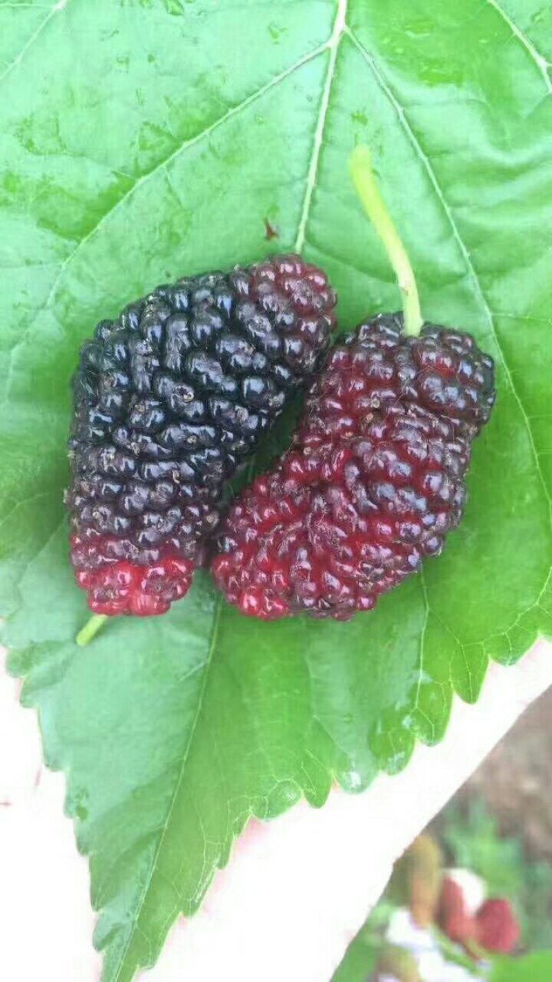 桑葚
