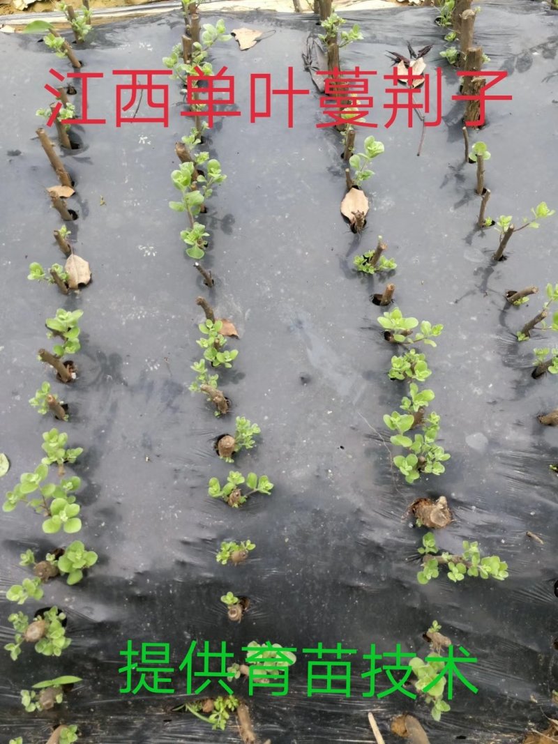 【精选药材苗】江西单叶蔓荆子苗，种苗提供技术包回收成品