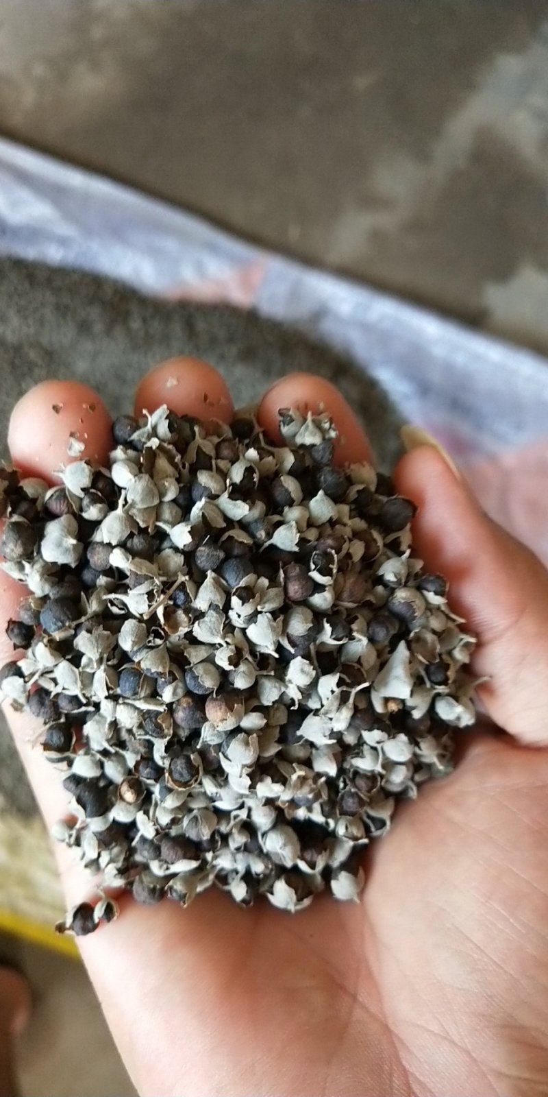 【精选药材苗】江西单叶蔓荆子苗，种苗提供技术包回收成品