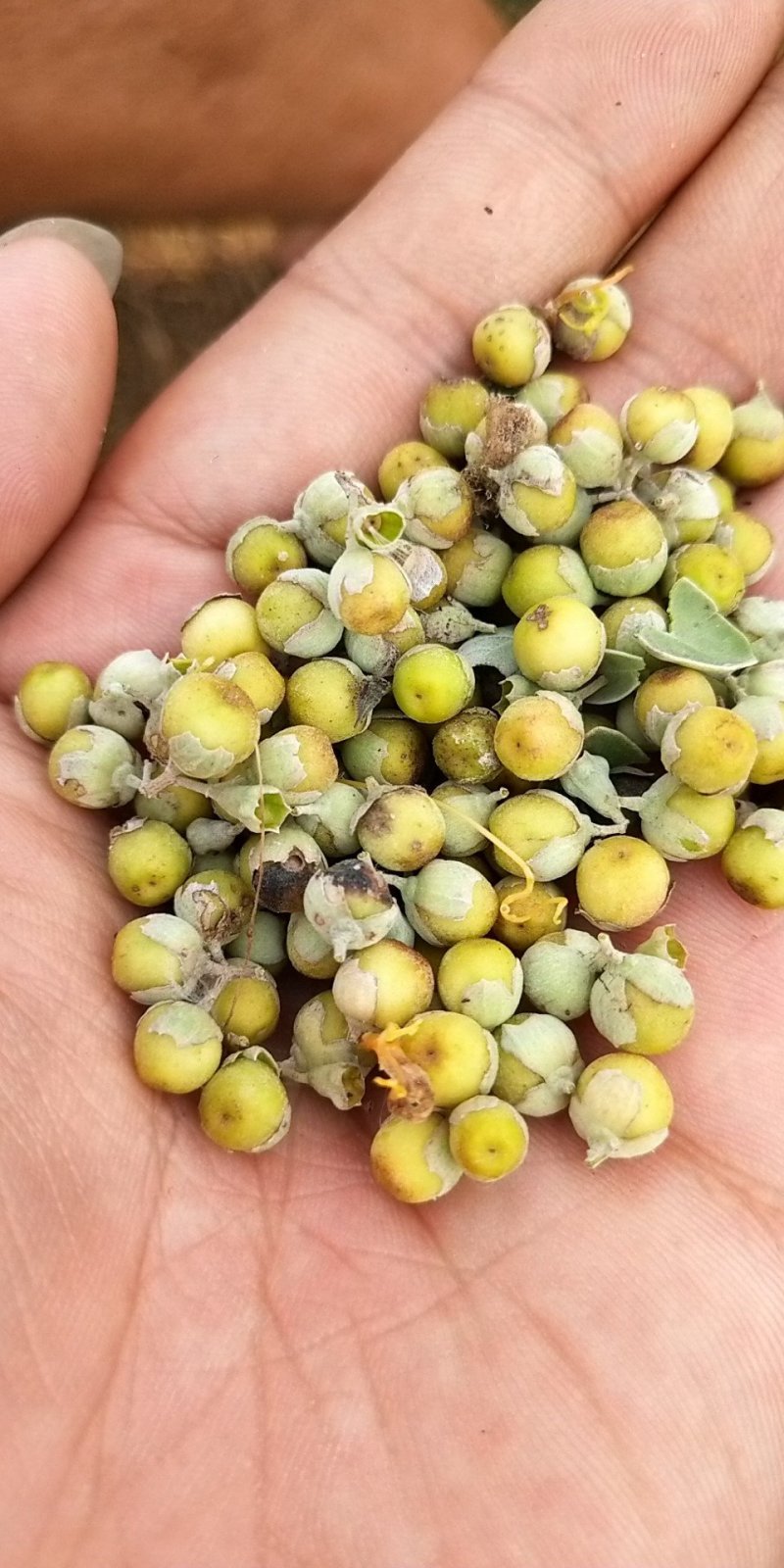 【精选药材苗】江西单叶蔓荆子苗，种苗提供技术包回收成品