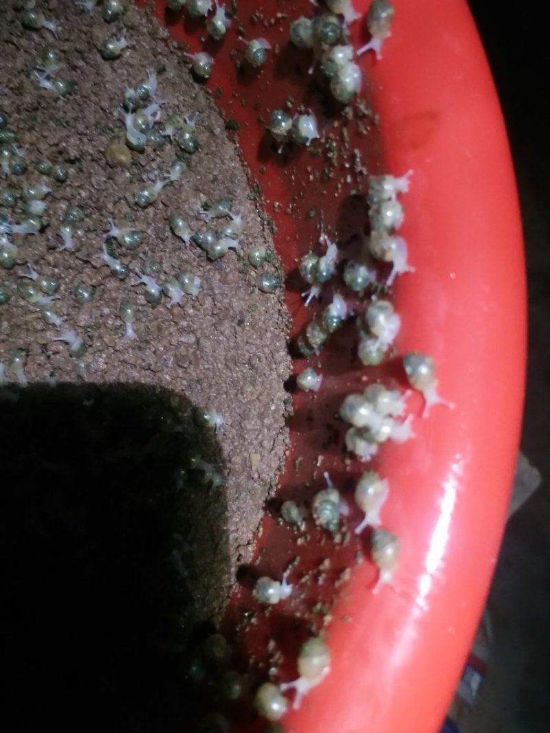 白玉蜗牛种牛，卵孵化率高，