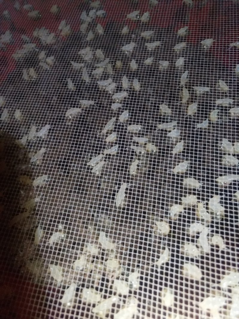白玉蜗牛种牛，卵孵化率高，