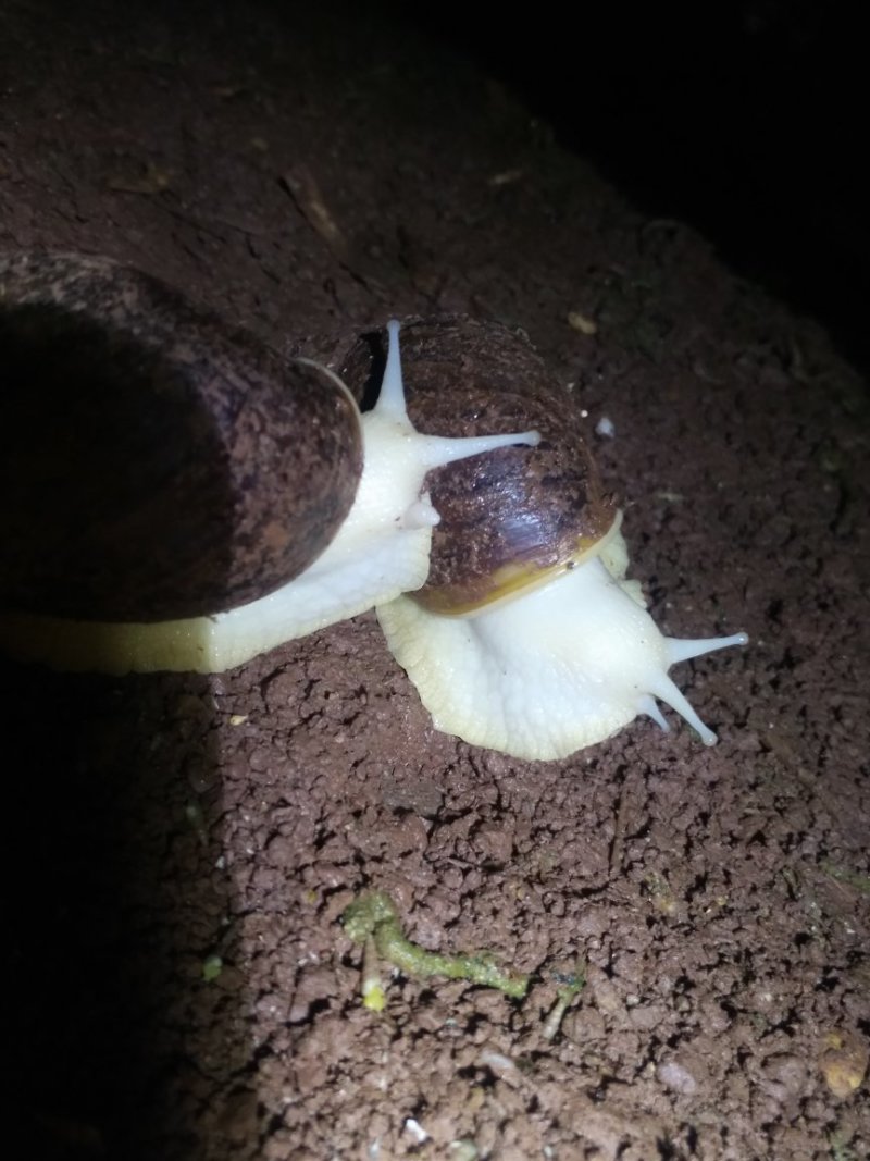 白玉蜗牛种牛，卵孵化率高，