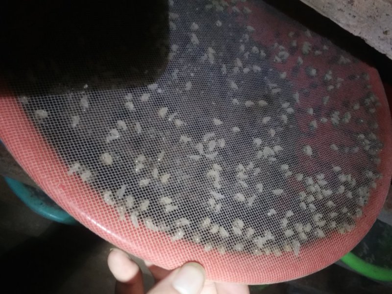白玉蜗牛种牛，卵孵化率高，