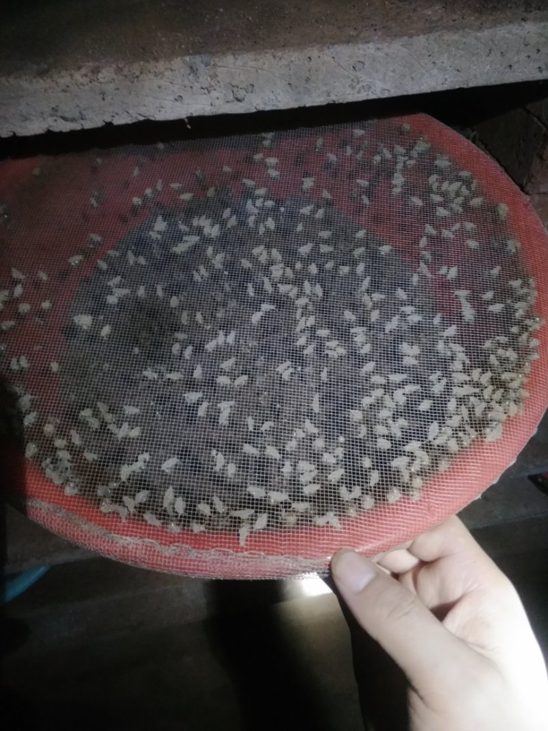 白玉蜗牛种牛，卵孵化率高，