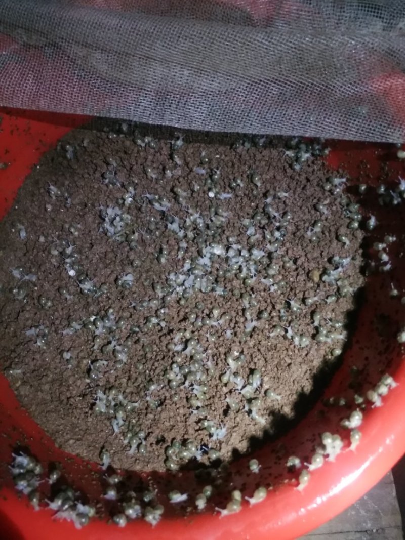 白玉蜗牛种牛，卵孵化率高，