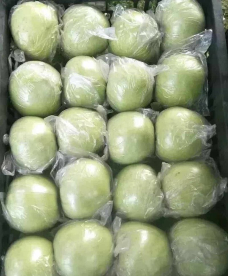 河北乐亭王林苹果大量有货，产地一手货源！