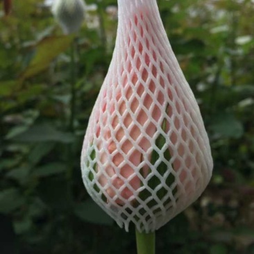 情人节鲜花玫瑰花戴安娜