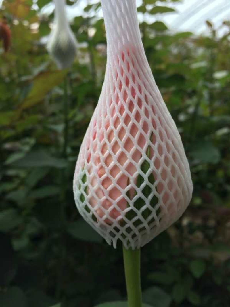 情人节鲜花玫瑰花戴安娜