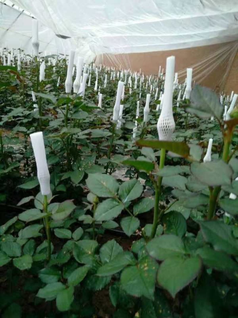 情人节鲜花玫瑰花戴安娜