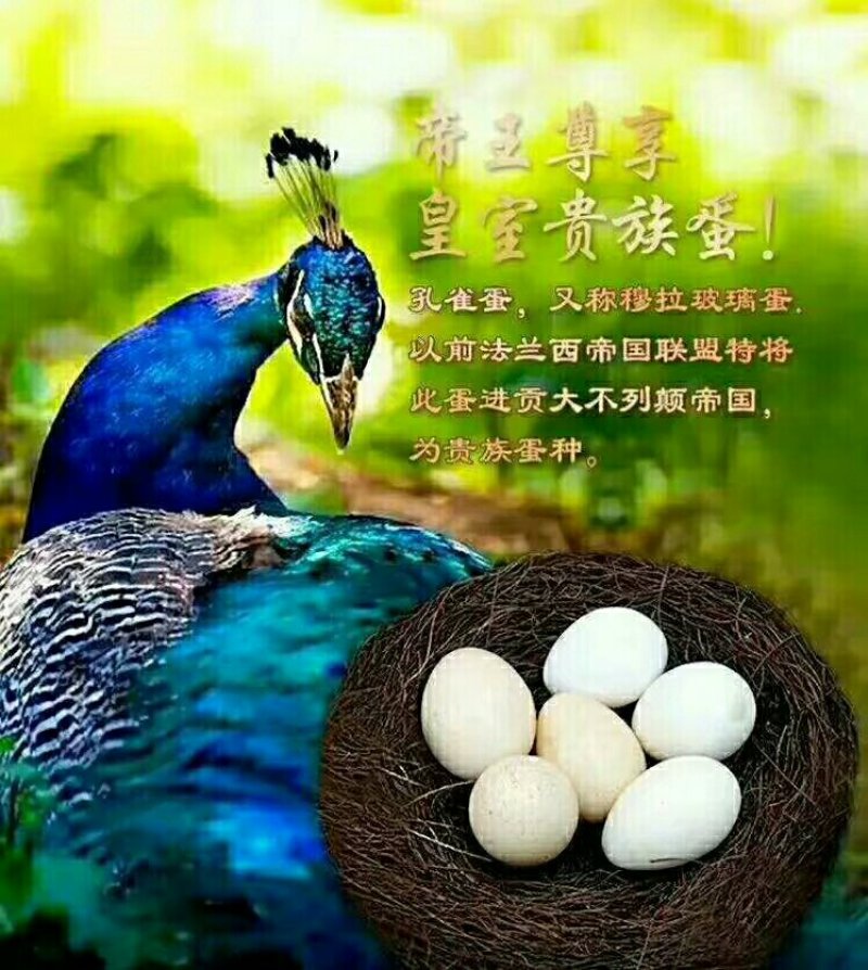 孔雀蛋