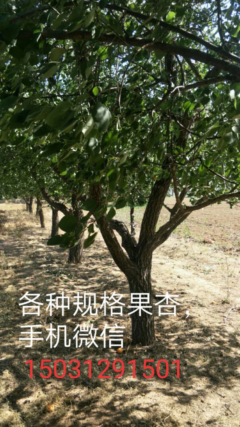 杏树