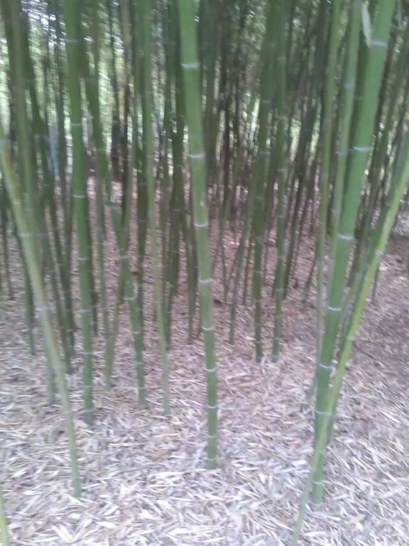 现有竹子，因拆迁对外出售