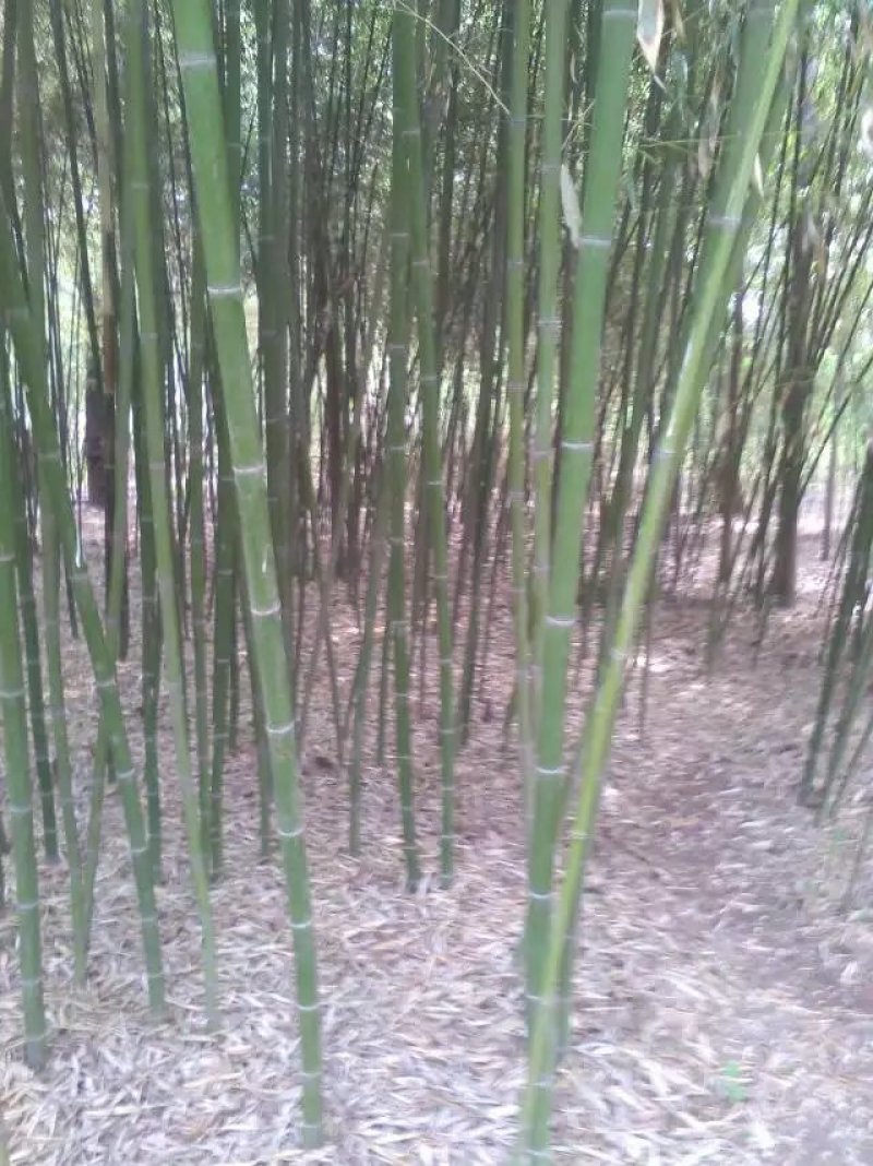 现有竹子，因拆迁对外出售