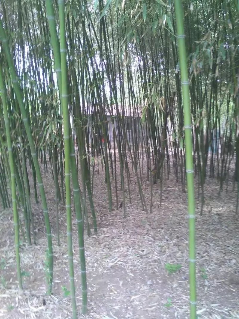 现有竹子，因拆迁对外出售