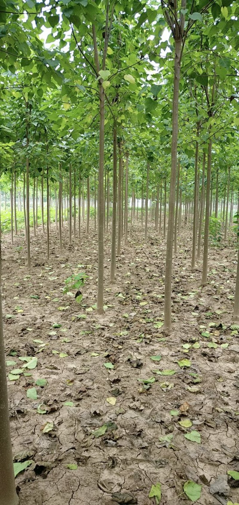 秋树