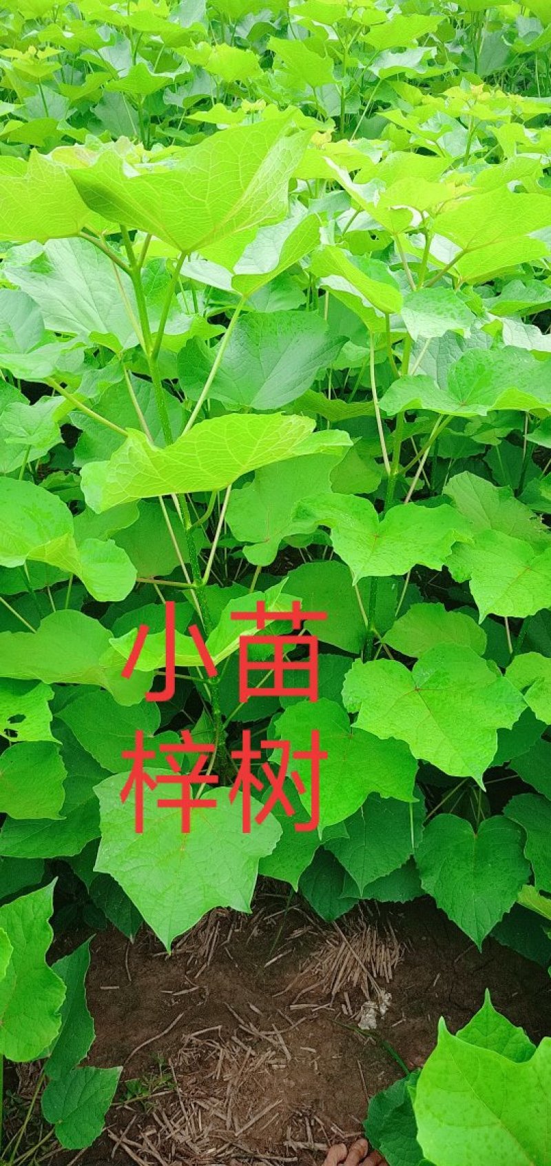梓树苗