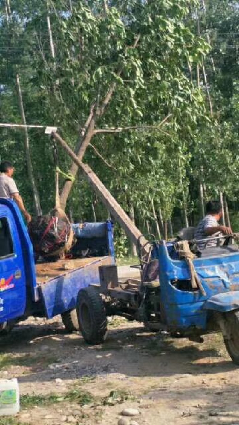 柿子树